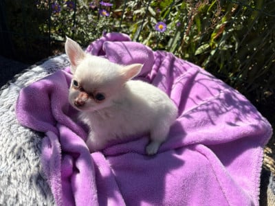 Les chiots de Chihuahua