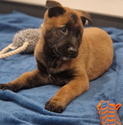 Du Domaine Des Hoyas