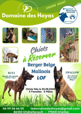 Les chiots de Berger Belge