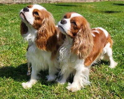 De L' Etoile D'Evana