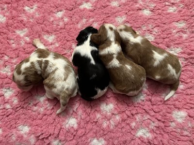 Du Royaume D’Héra