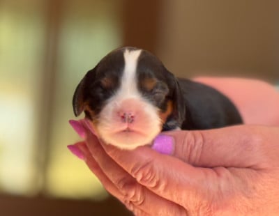 Les chiots de Cavalier King Charles Spaniel