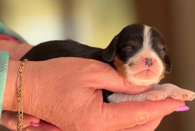 Les chiots de Cavalier King Charles Spaniel
