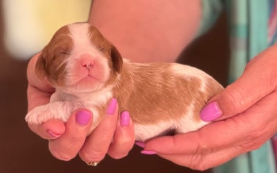Les chiots de Cavalier King Charles Spaniel