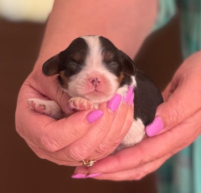 Les chiots de Cavalier King Charles Spaniel