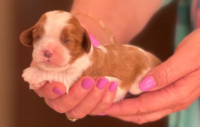 Les chiots de Cavalier King Charles Spaniel