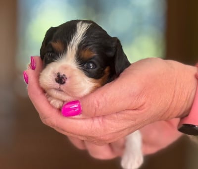 Les chiots de Cavalier King Charles Spaniel