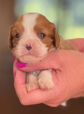 Les chiots de Cavalier King Charles Spaniel