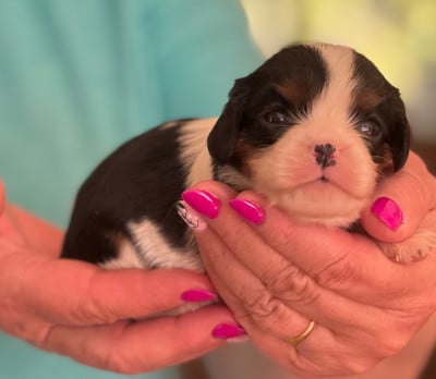 Les chiots de Cavalier King Charles Spaniel