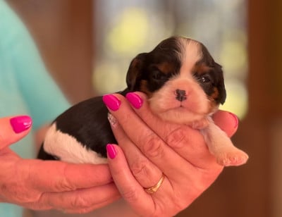 Les chiots de Cavalier King Charles Spaniel