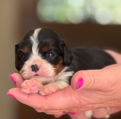 Les chiots de Cavalier King Charles Spaniel
