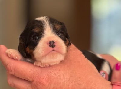 Les chiots de Cavalier King Charles Spaniel