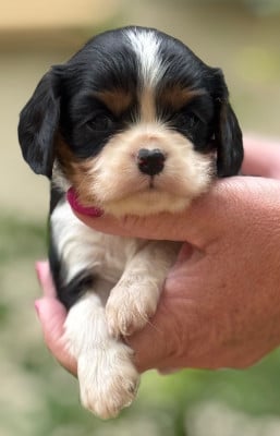 Les chiots de Cavalier King Charles Spaniel