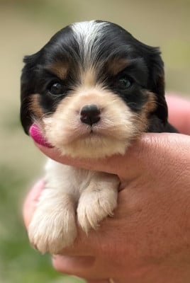 Les chiots de Cavalier King Charles Spaniel