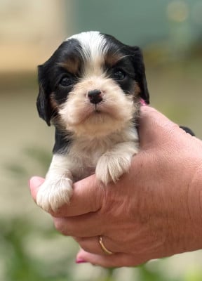 Les chiots de Cavalier King Charles Spaniel