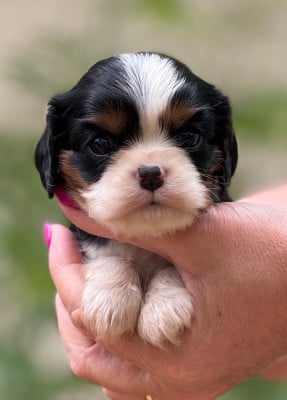 Les chiots de Cavalier King Charles Spaniel