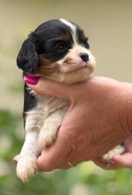 Les chiots de Cavalier King Charles Spaniel