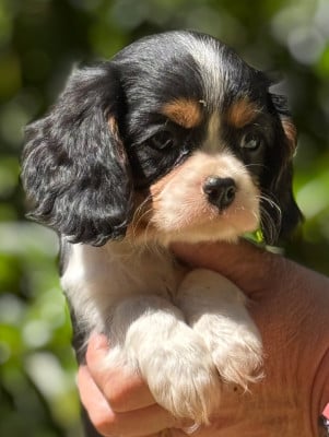 Les chiots de Cavalier King Charles Spaniel