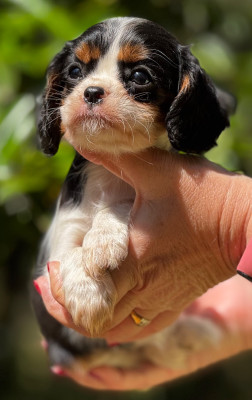 Les chiots de Cavalier King Charles Spaniel