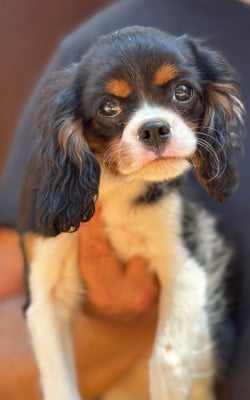 Les chiots de Cavalier King Charles Spaniel