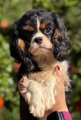 Les chiots de Cavalier King Charles Spaniel