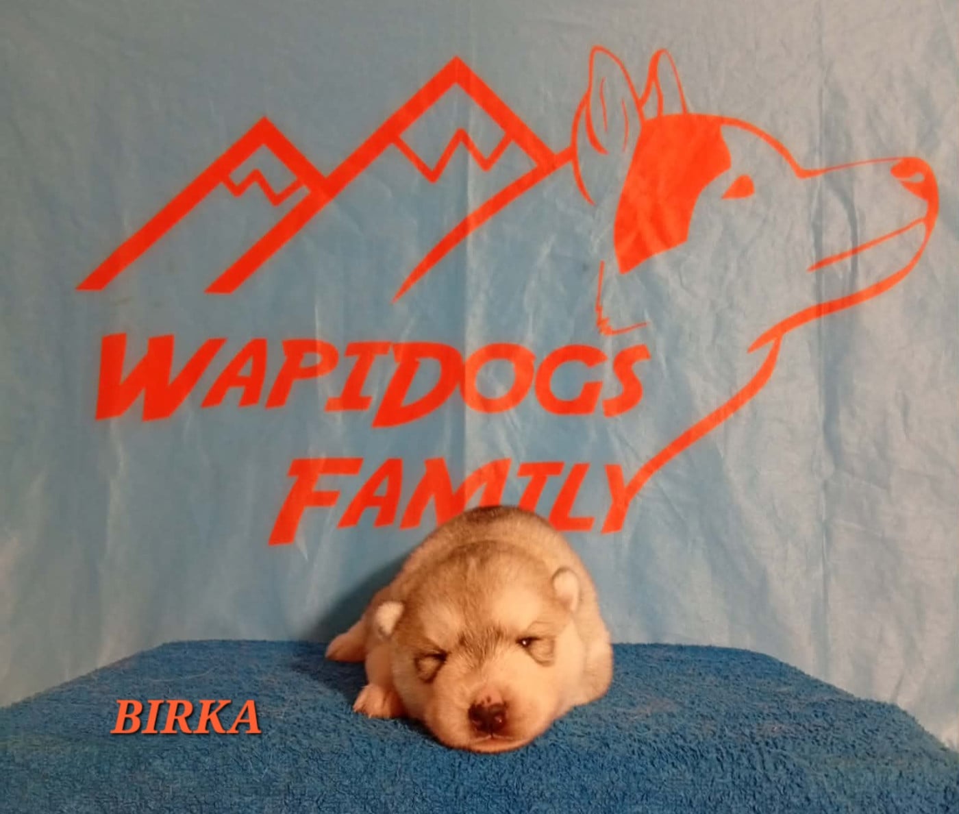 Birka - Siberian Husky