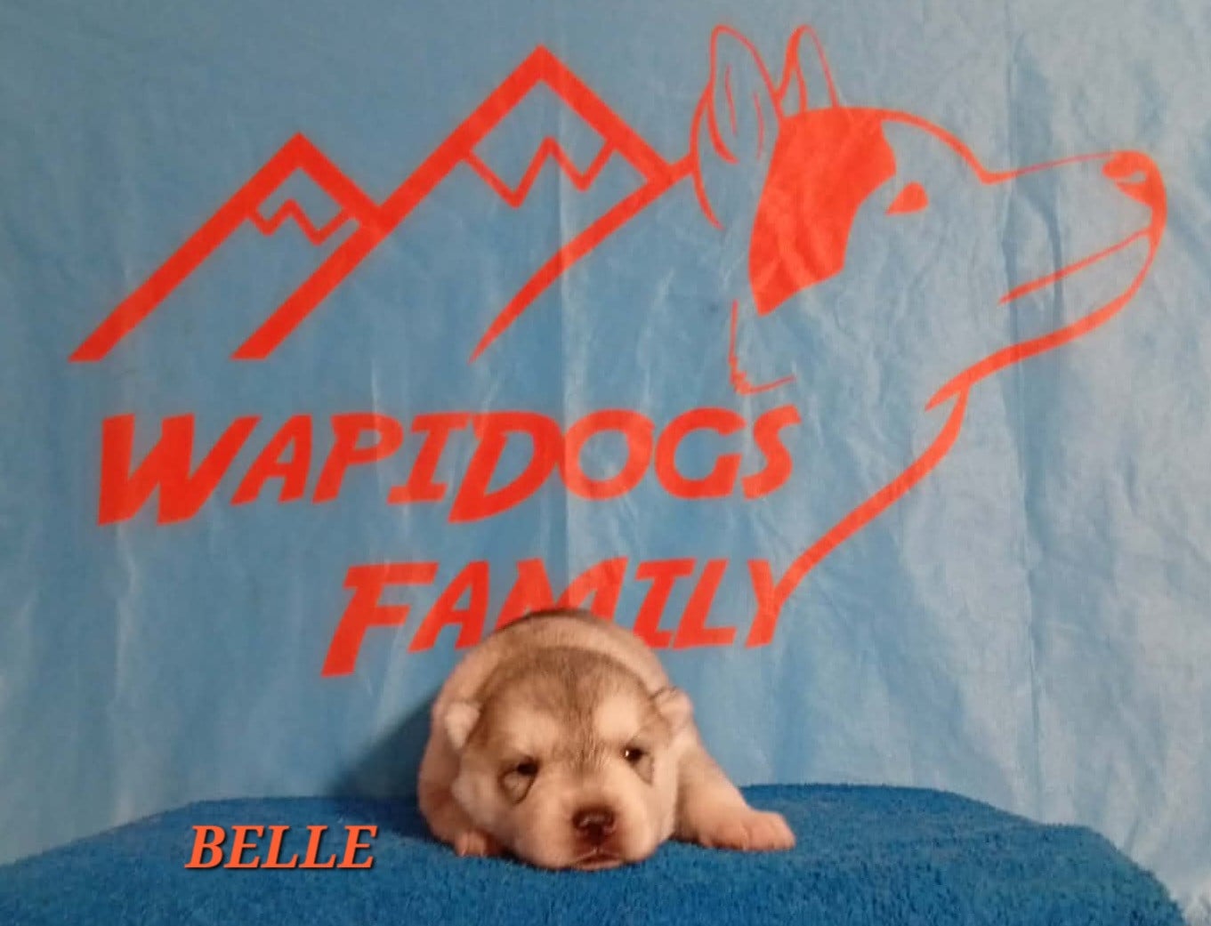 Belle - Siberian Husky