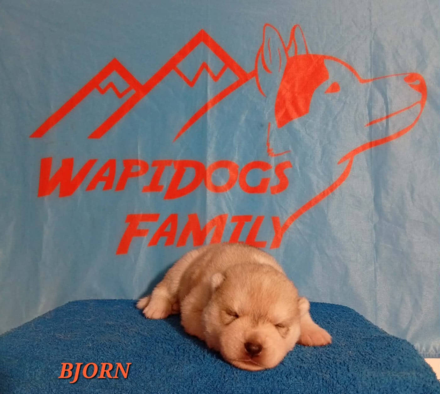 Bjorn - Siberian Husky