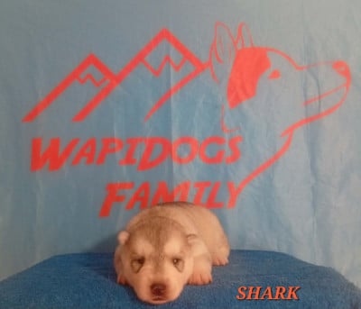 Les chiots de Siberian Husky
