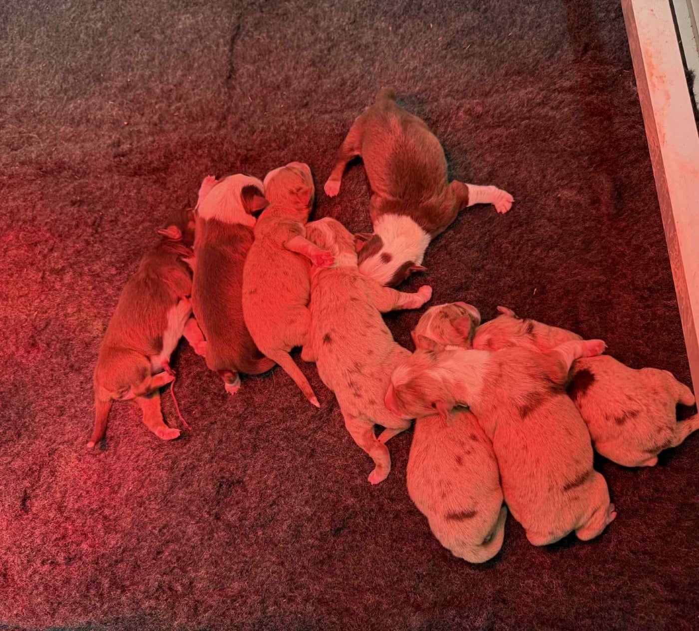 Berger Américain Miniature  - D'Eden's Wood