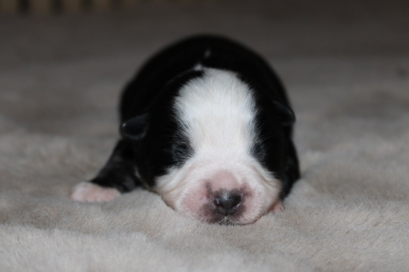 Chiot Berger Américain Miniature