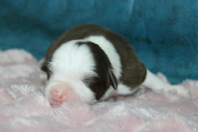 Les chiots de Berger Américain Miniature