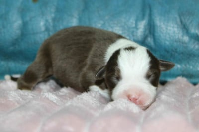 Les chiots de Berger Américain Miniature 