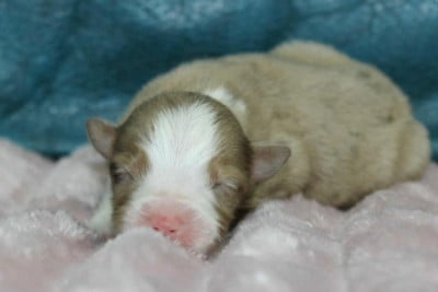 Les chiots de Berger Américain Miniature 