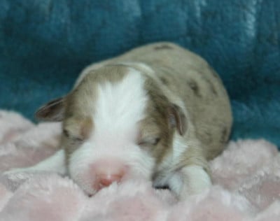 Les chiots de Berger Américain Miniature