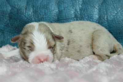 Les chiots de Berger Américain Miniature 