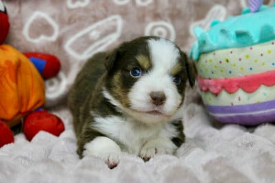 Les chiots de Berger Américain Miniature 