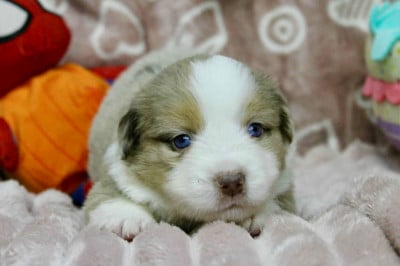 Les chiots de Berger Américain Miniature 