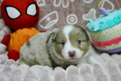 Les chiots de Berger Américain Miniature 