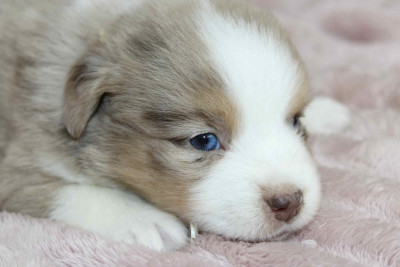 Les chiots de Berger Américain Miniature 