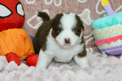 Les chiots de Berger Américain Miniature 
