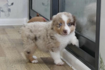 Les chiots de Berger Américain Miniature