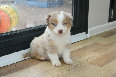 Les chiots de Berger Américain Miniature
