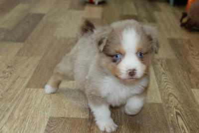 Les chiots de Berger Américain Miniature
