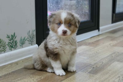 Les chiots de Berger Américain Miniature