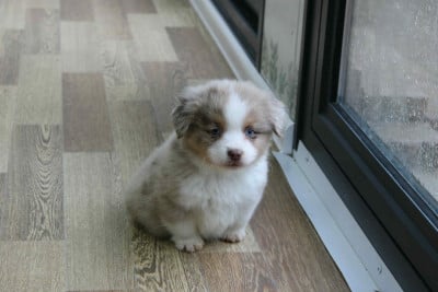 Les chiots de Berger Américain Miniature