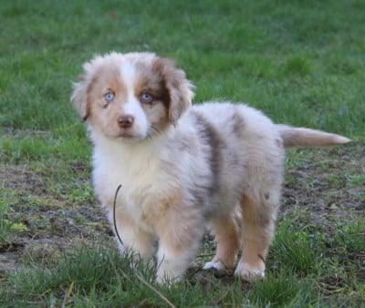 Les chiots de Berger Américain Miniature