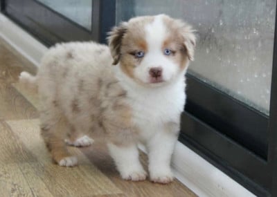 Les chiots de Berger Américain Miniature