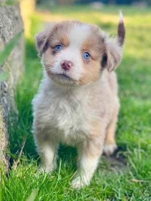 Les chiots de Berger Américain Miniature
