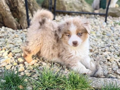 Les chiots de Berger Américain Miniature